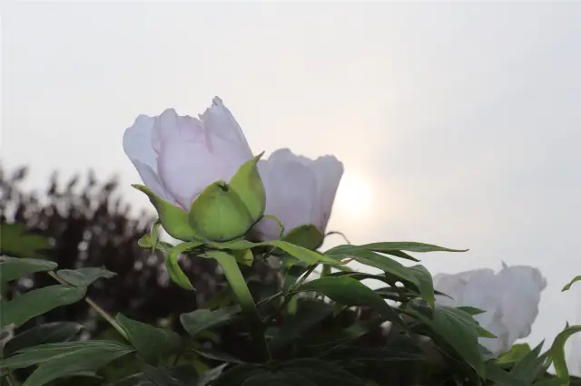Peony Viewing in Heze