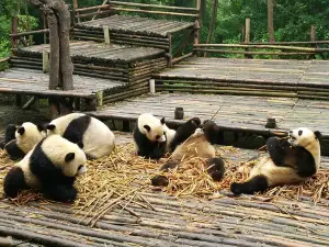 Chengdu Panda Tour and Shu Culture Discovery
