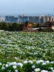 Ganling Datang Peony Garden