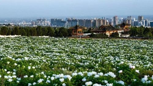 Ganling Datang Peony Garden