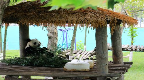 西霞口神鵰山野生動物園