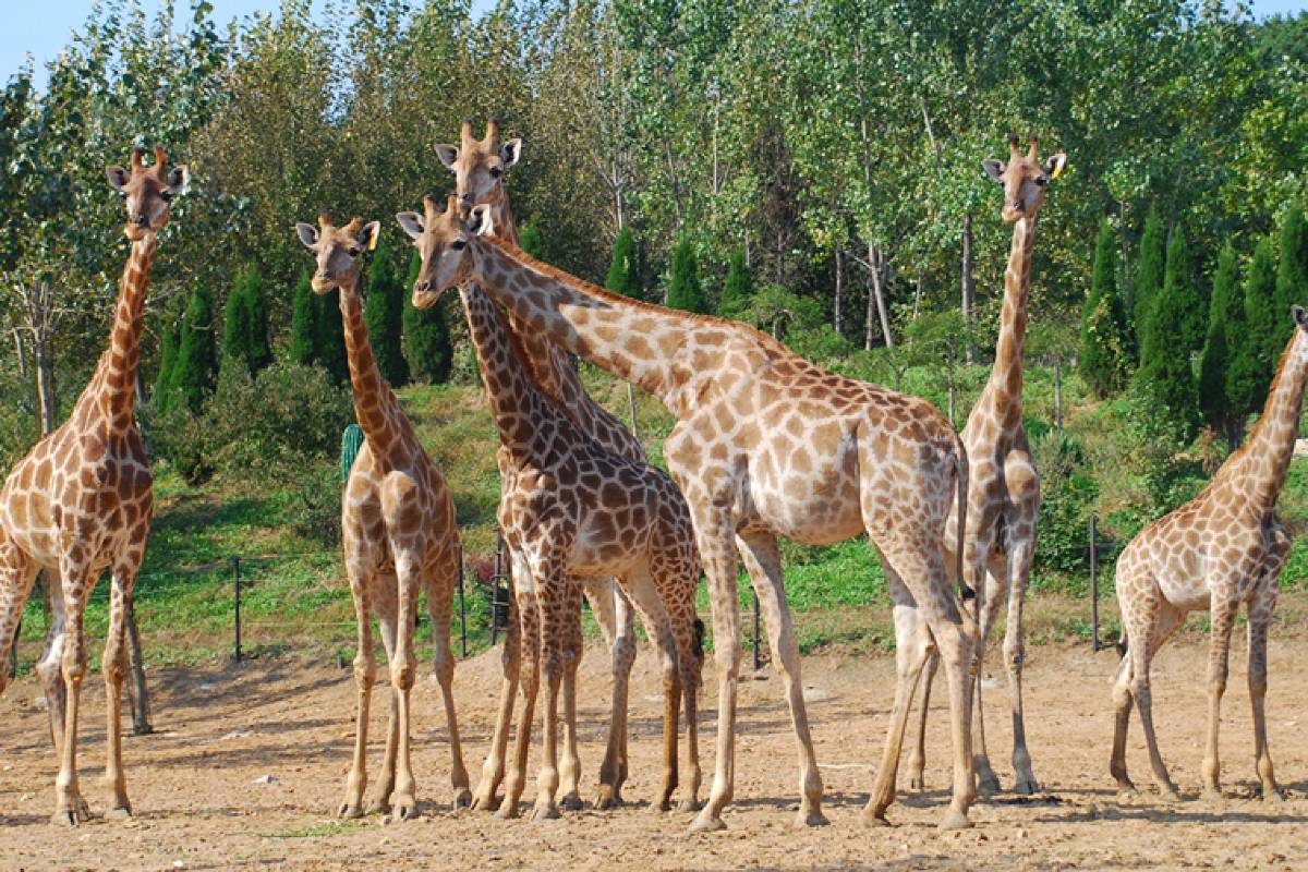 大連森林動物園周辺のおすすめ観光スポット