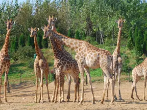 大連森林動物園