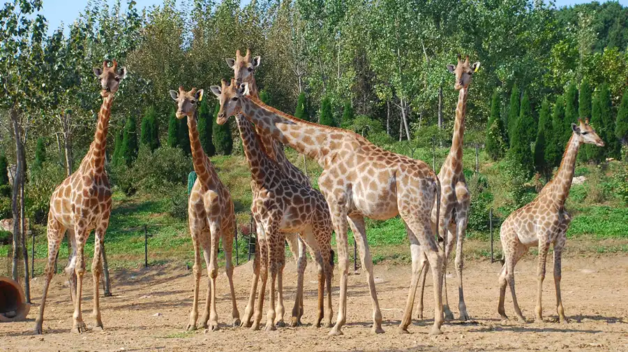 3_大連森林動物園