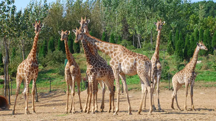 3_大連森林動物園