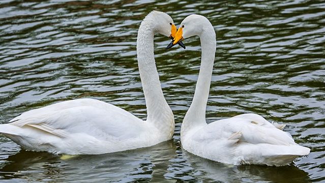 Swan Feeding in Rongcheng