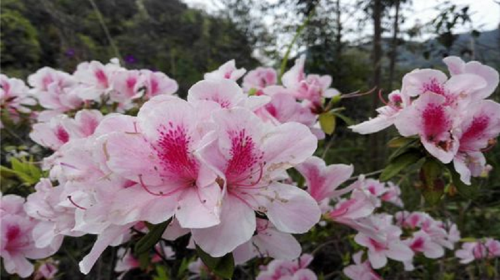 Tonggufeng Scenic Area