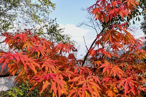 Medicine King Valley