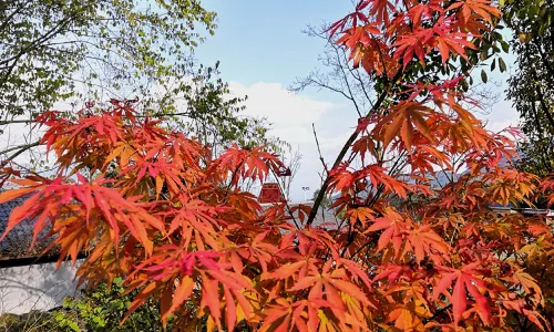 Medicine King Valley