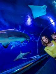 吉隆坡城中城水族館