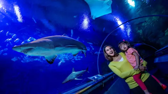 吉隆坡城中城水族館