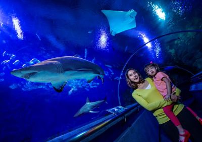 KLCC水族館