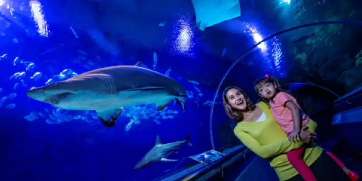 吉隆坡城中城水族館