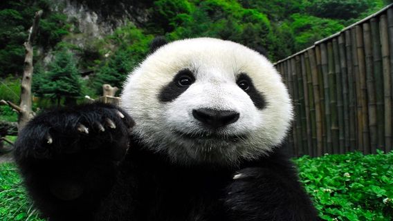 都江堰特色體驗
