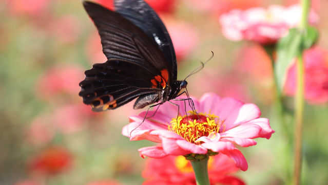 Tianxiang Bay Scenic Area