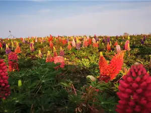 Huatuo Baicao Garden