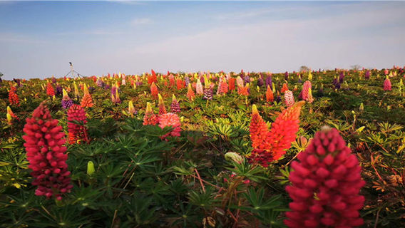 Huatuo Baicao Garden
