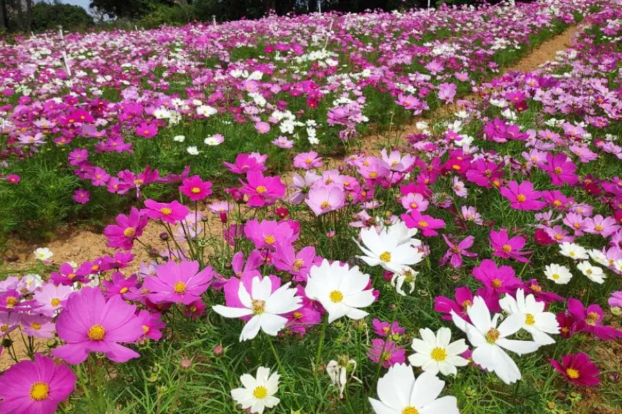 멍환바이화저우(몽환백화주)