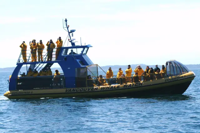 Whale Watching At Sea in Vancouver
