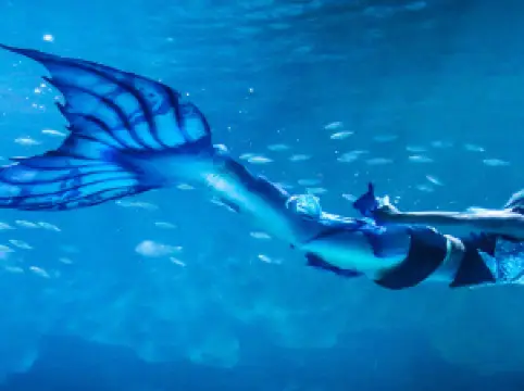 アクエリアプーケット