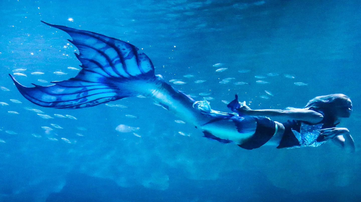 5_布吉Aquaria海洋水族館