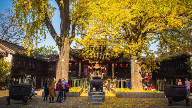 Ginkgo Viewing in Wuxi