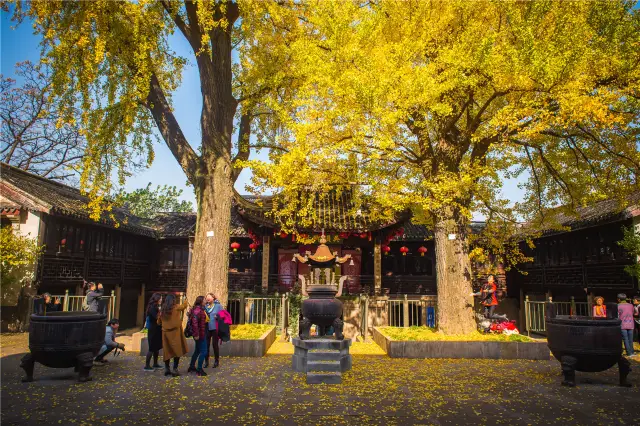 Ginkgo Viewing in Wuxi