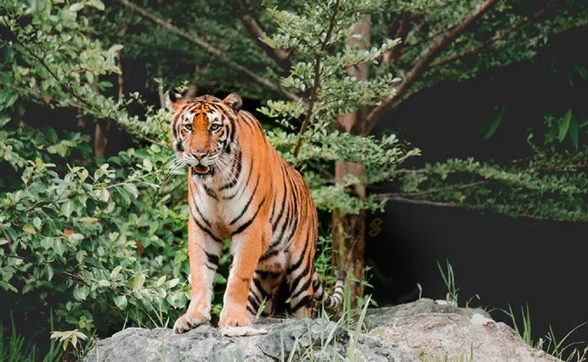 3_Cebu Safari and Adventure Park