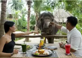 龍目島野生動物園