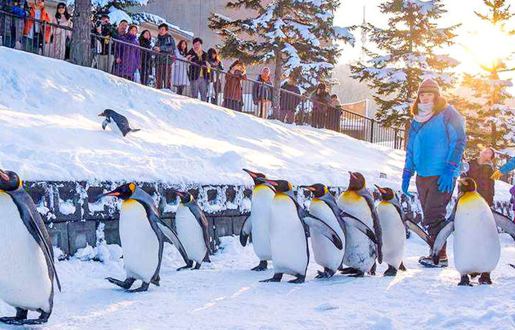 北海道旭山動物園一日遊