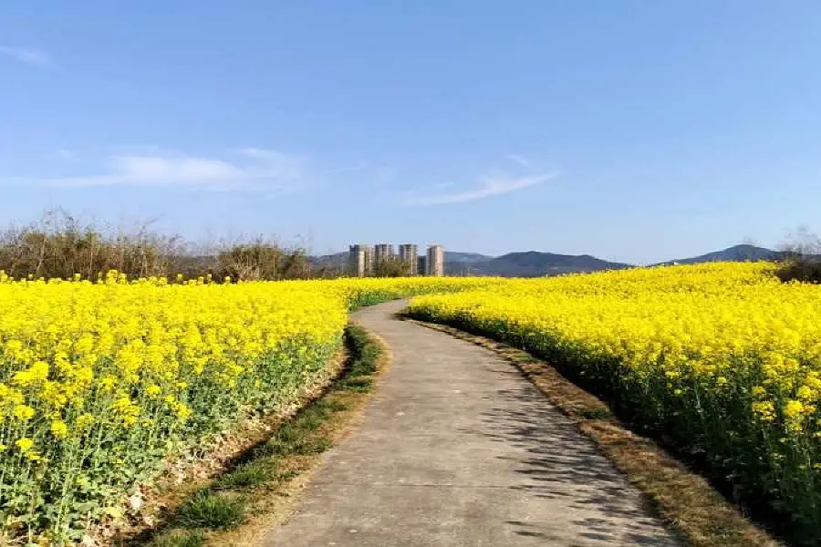 Weiran Flower Field