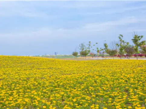 กิจกรรมในฤดูใบไม้ผลิยอดนิยมในป่อโจว