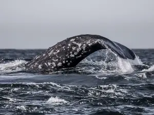 3-Hour Monterey Bay Winter Whale-Watching Tour in California
