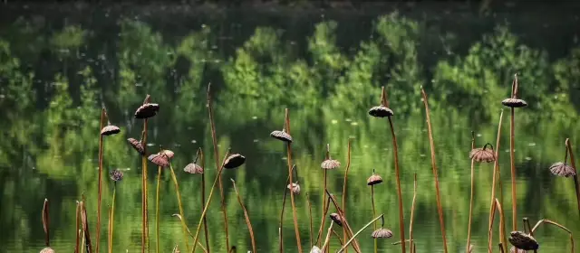 Lotus Viewing in Hangzhou