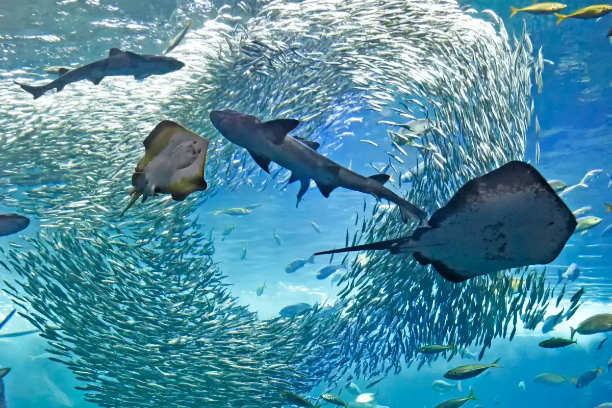 Ocean creatures at Enoshima Aquarium