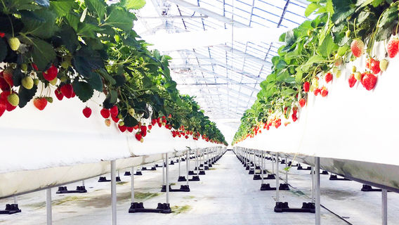 Chura Ichigo Nanjo House