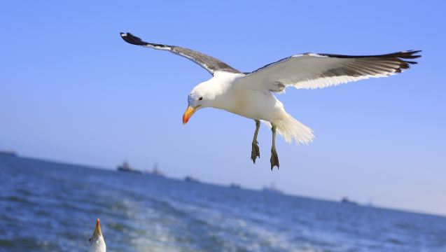 ナミビア・ウォルビス・ベイ半日ツアー【イルカ+クジラ+アザラシ観賞+新鮮なカキのフルコース付き】