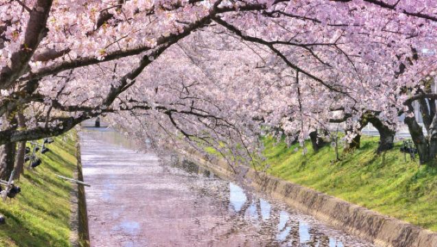 [โอกาสพิเศษ] ทัวร์กลุ่มเล็กพรีเมี่ยม ชมซากุระสี่ฤดู × เทศกาลซากุระริมแม่น้ำโงโจที่เมืองอิวาคุระ 1 วัน