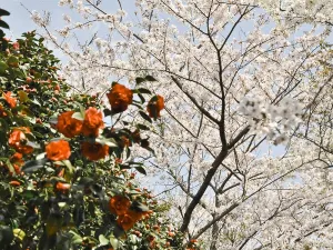 Camellia Hill Botanical Garden