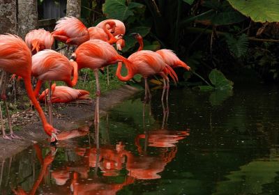 Flamingo Gardens