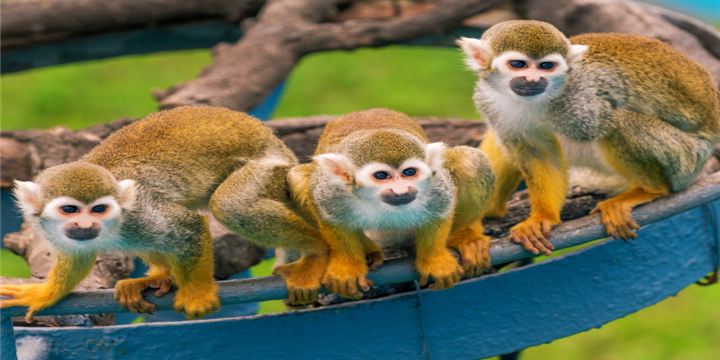 Shendiao Wild Animal Nature Reserve
