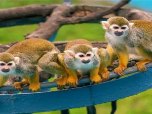 Shendiao Wild Animal Nature Reserve