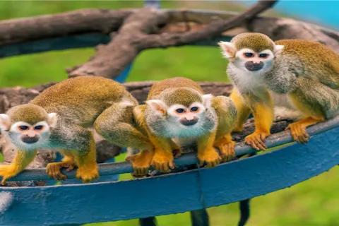 西霞口神鵰山野生動物園