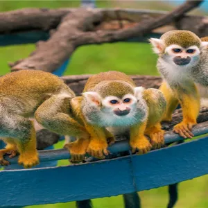 西霞口神鵰山野生動物園