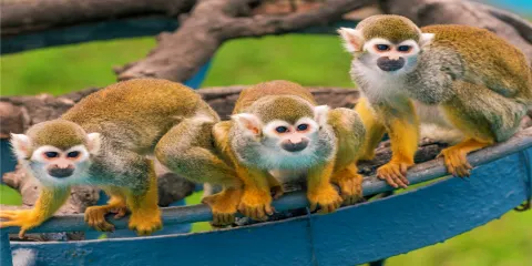 西霞口神鵰山野生動物園