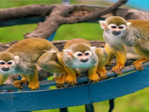 西霞口神鵰山野生動物園