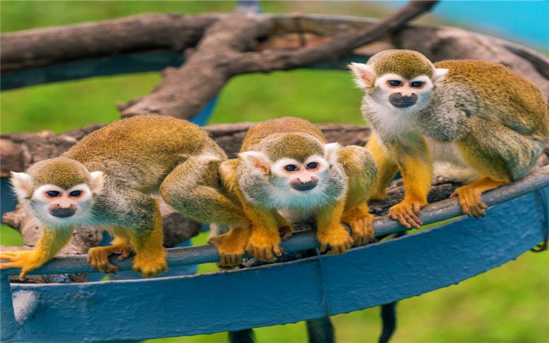 西霞口神鵰山野生動物園