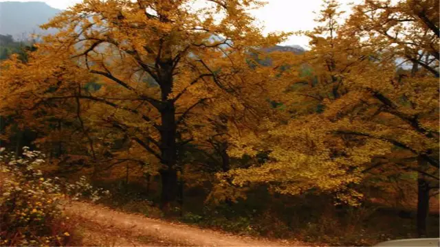 Ginkgo Trees in Yongzhou