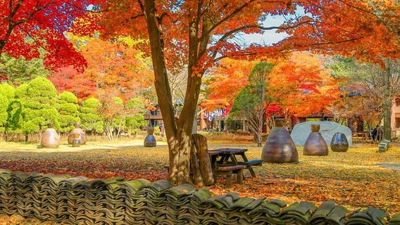 Private trip to Nami Island, the Garden of Morning Calm