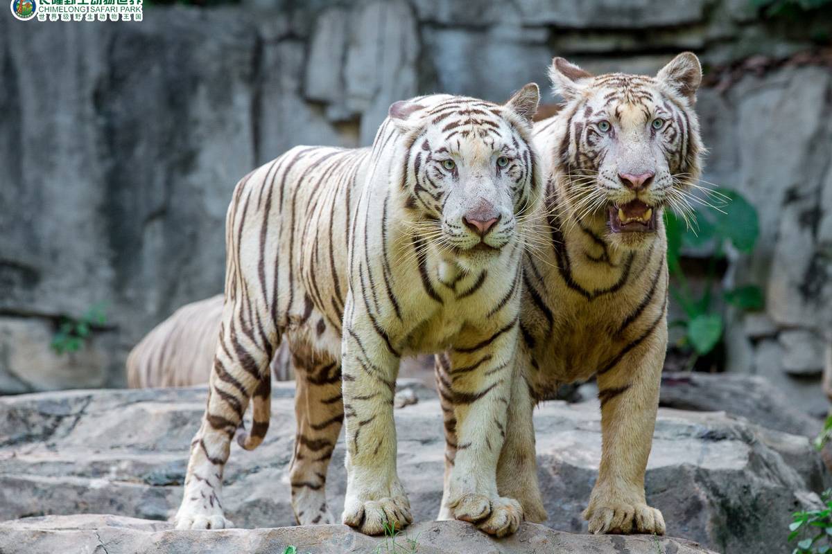 長隆野生動物園観光ならTrip.comがおすすめ